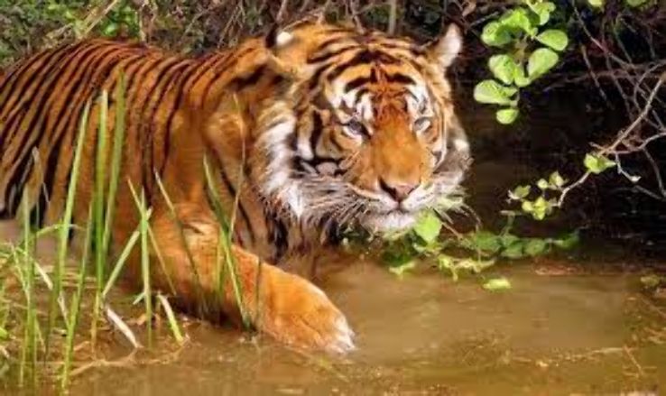 Tiger Reserve Trip Packages
